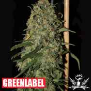 Green Label Seeds Easy Skunk AKA OG Cheese